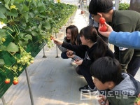 광주시농업기술센터, 딸기 수확체험 프로그램 인기