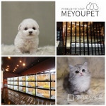 애견샵 미유펫, 책임감있는 고양이분양 사후관리서비스 진행