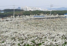 안성시, 봄 저온피해 철저 예방 당부