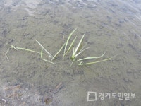 이천시농기센터, 봄 농작물 저온피해 방지 당부