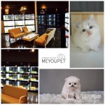 새롭게 오픈한 강아지분양 애견샵, 미유펫 수원점