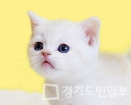 프리미엄 고양이 분양샵 나비캣, 초보 애묘인을 위한 서비스를 펼쳐