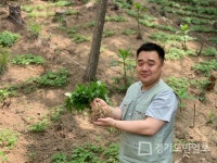 산양삼 전문 업체 삼장수, 산새싹삼 브랜드 산속애삼 출시