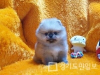 광주 강아지·고양이 분양 펫왕국, 애견분양이벤트로 각종 혜택들을 선보여