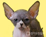 프리미엄 고양이 분양 전문 나비캣, 전문성 있는 서비스 진행