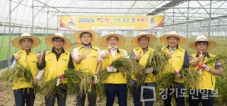 대왕님표 여주쌀 첫 벼베기