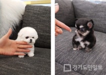 강아지분양 전문 펫제이, 투명한 강아지 분양 서비스로 시장 선도