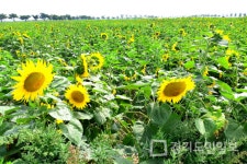 안산시 대부북동 시화지구간척지 6만여㎡  100만 송이 해바라기물결 장관