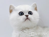 안심 고양이 분양 업체 제나캣, 특별 분양가 할인 이벤트 진행해