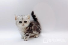 고양이 전문 분양 업체 제나캣 비대면 특화 분양 시스템 제공