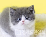 프리미엄 고양이 분양샵 나비캣 할인된 비용으로 분양 진행