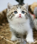 고양이 분양샵 가필드고양이 분양 수요 증가세에 절감된 분양비용으로 인기