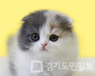 프리미엄 고양이 분양샵 나비캣 합리적인 분양가로 경제 침체 부담 덜어