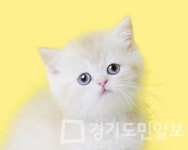 프리미엄 고양이 분양샵 나비캣, 분양 전·후로 철저한 건강관리 진행