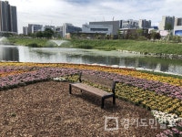 양주시,  옥정중앙공원 국화꽃의 향연