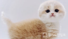 고양이 분양샵 제나캣, 초보 애묘인을 위한 서비스 제공