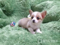 광주 강아지분양 애견샵 펫왕국 철저한 사후관리 시스템