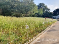 논현고잔동 둘레길 메밀 장관