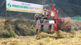 조광한 남양주시장, 와부읍 공동학습포 벼베기