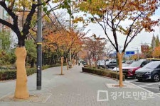 인천 동구,  가로수 벚나무 생육환경 개선