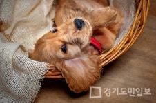 한국장학진흥원, 펫시터 반려동물관리사 자격증 취득 성공 커리큘럼 무료수강 이벤트