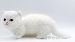 고양이 분양샵 제나캣, 고양이 분양가 90% 할인하는 겨울 이벤트 실시