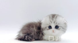 고양이 분양샵 제나캣, 선진국형 서비스로 분양 진행해 주목