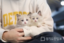 프리미엄 고양이 분양샵 가필드고양이, 선진화된 분양시스템 제공 및 분양가 할인 진행