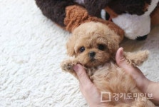 강아지·고양이분양 아담스펫, 강아지분양 할인 및 사후 서비스 제공