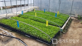 포천시,  고품질 고추 안정 생산 유도