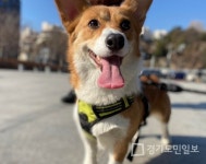 아이조아 요양보호소, 파양된 강아지·고양이 순수보호 서비스 제공 