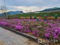 양평군 청운면 새마을협회, 새마을공원에 꽃묘 식재 마쳐