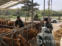 여주시 고급육 생산 기반 조성