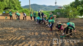 양평군 강하면 새마을협의회,  공기정화식물인 케냐프 식재