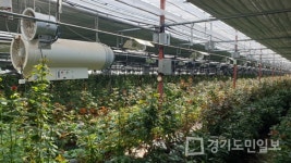 파주시농업기술센터, 농작물 폭염 피해 최소화 나서