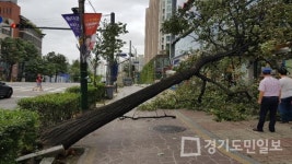 인천 남동구, 고위험목 58주 선별 사전 제거