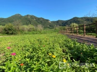 연천군 재인폭포 꽃향기 물씬