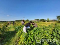 장단콩의 고장으로 파주시와 주민이 함께 콩 품종별 비교 전시포장 조성