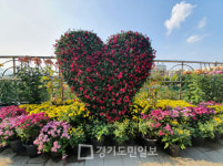 인천 남동구 하촌은행나무공원 일대서 꽃 피는 남촌동 국화 전시회