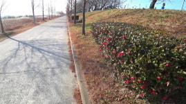 현장점검! 국토종주길 10년(8)  낙동강자전거길 밀양 하남 ~ 부산 을숙도