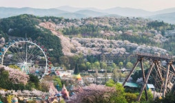 에버랜드 하늘매화길, 올봄 벚꽃놀이 새 명소 등극