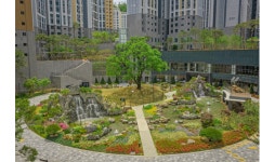 대림산업 친환경 재개발로 200년 살구나무 보존