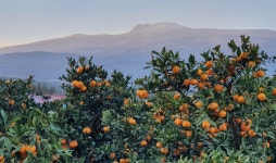 [포토] 귤림추색…감귤이 영글어가는 서귀포 농장