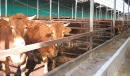 진도군 축산농가 경쟁력 강화 17억 투입