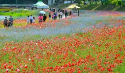 장성 황룡강 (洪)길동무 꽃길축제 주말 7만 인파