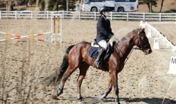 한국마사회, 승마대회·품평회 주관…“승마 대중화 나선다”