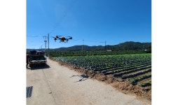 영덕군, 가을배추 드론을 활용한 병해충방제 시범추진