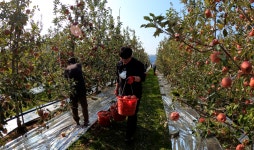 영덕군 기획·홍보 직원들, 농촌봉사활동 펼쳐
