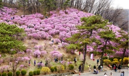 효성 “안양공장에 진달래축제 보러오세요”…4년만 재개