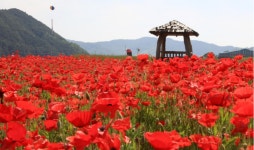 하동 북천 1억 송이 꽃양귀비 만개